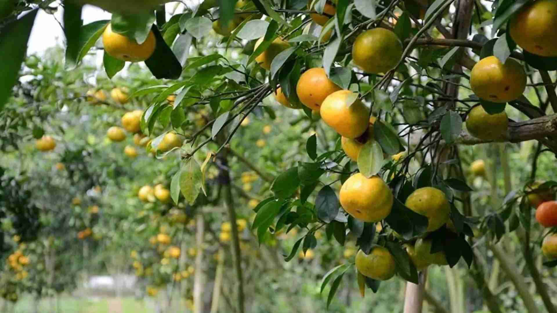 10-thuong-thuc-trai-tuoi-ngon-tai-vuon-khi-den-du-lich-ben-tre.jpg