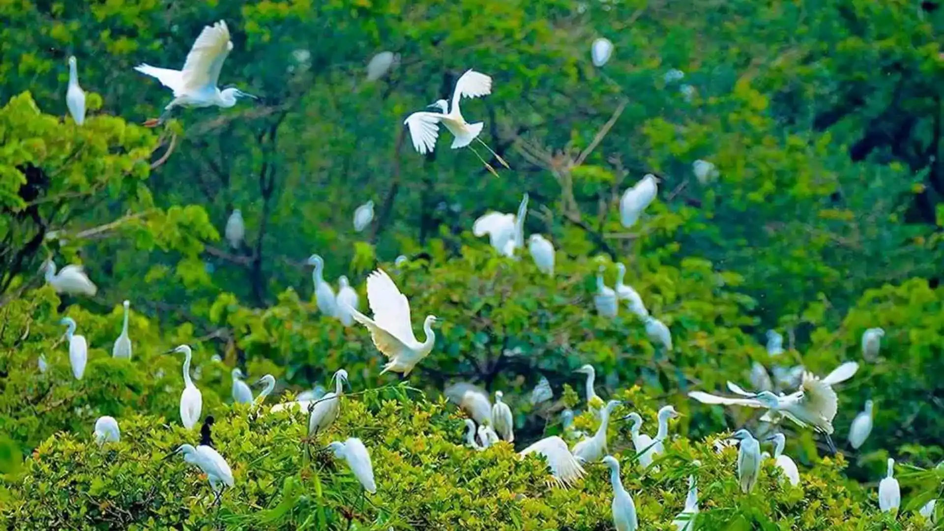 12_san_chim_vam_ho_la_noi_luu_giu_he_sinh_thai_da_dang_cua_mien_tay_song_nuoc.webp