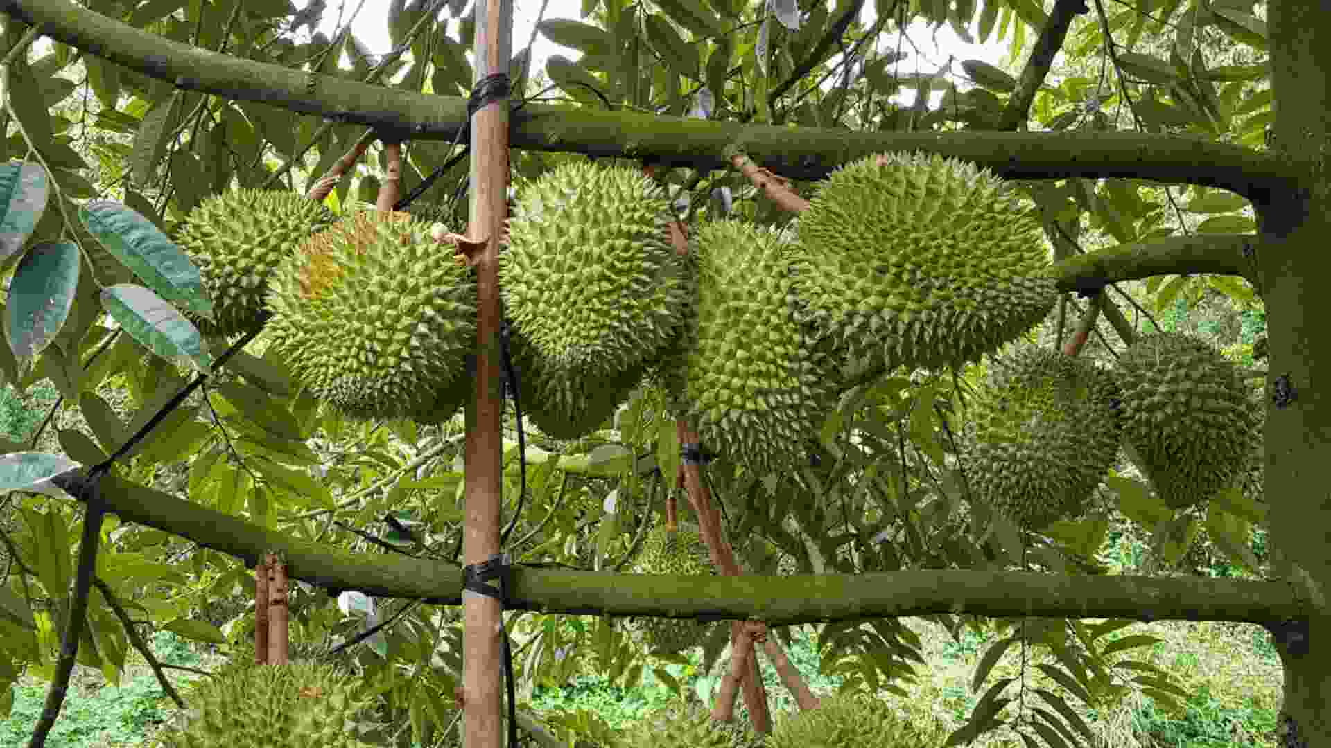 14-ban-co-the-hai-va-mua-trai-cay-ngay-tai-vuon-ve-lam-qua.jpg